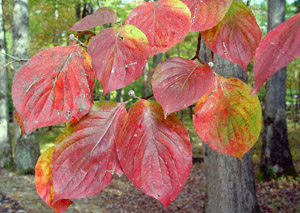 Flowering Dogwood red leaves